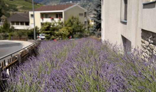 スイス観光の『投資レバレッジ』：NRP (新・地域政策）という自立の仕組み